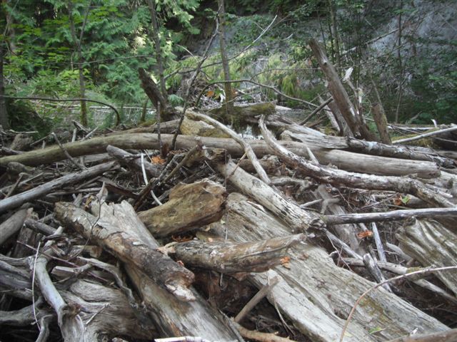Centre Creek log jam spanning the entire creek at Survey Station 11 Centre Creek Log Jam