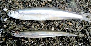 ForageFish5