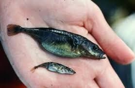 SticklebackSpeciesPairs