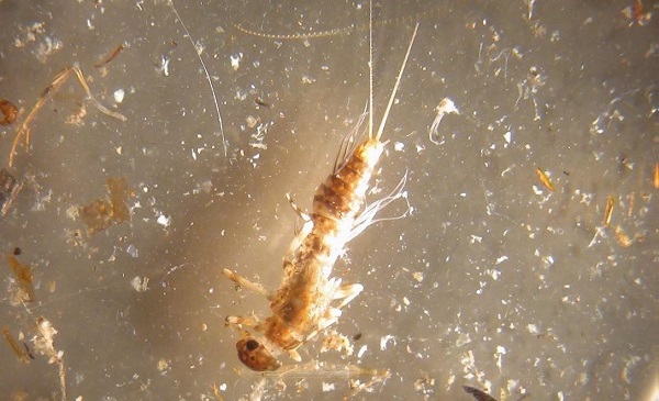 mayflylarvae