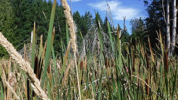 reedcanarygrass1