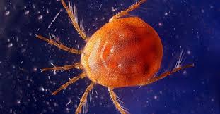 watermite