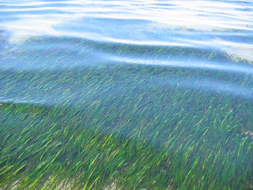 Eelgrass through water