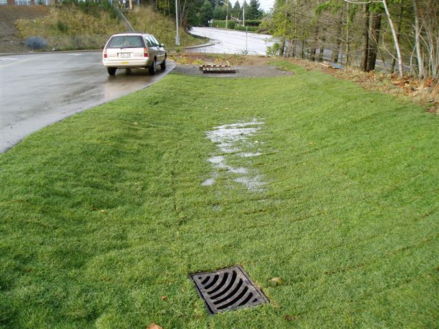 raingarden14.jpg